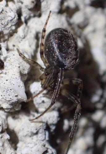Zygiella x-notata